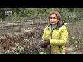 Zona Verde-transformarea frunzelor în compost pas cu pas