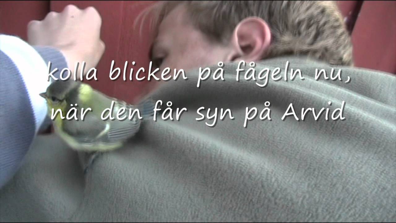 Bild från Fågelunge attackerar Arvid 2009