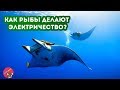 Как рыбы делают ЭЛЕКТРИЧЕСТВО?