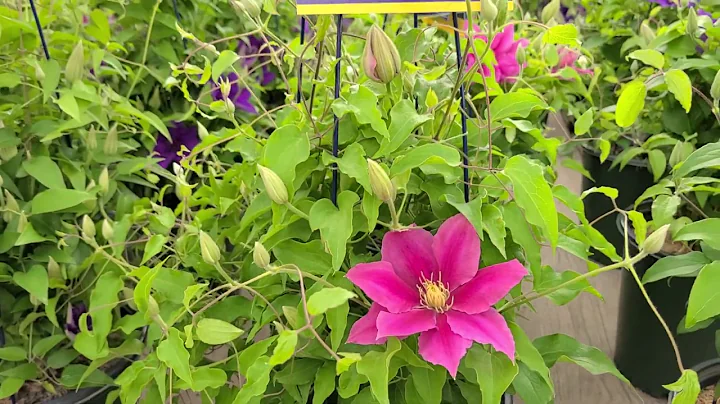 Clematis Vicki // Raymond Evison Boulevard series ...