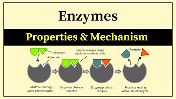 What Are Enzymes | Properties Of Enzymes Biochemistry | Mechanism Of Enzyme Action Biochemistry Urdu