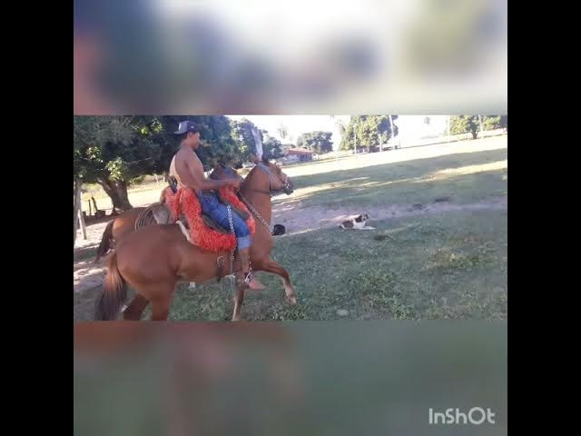 Cavalo pulador Pantanal 