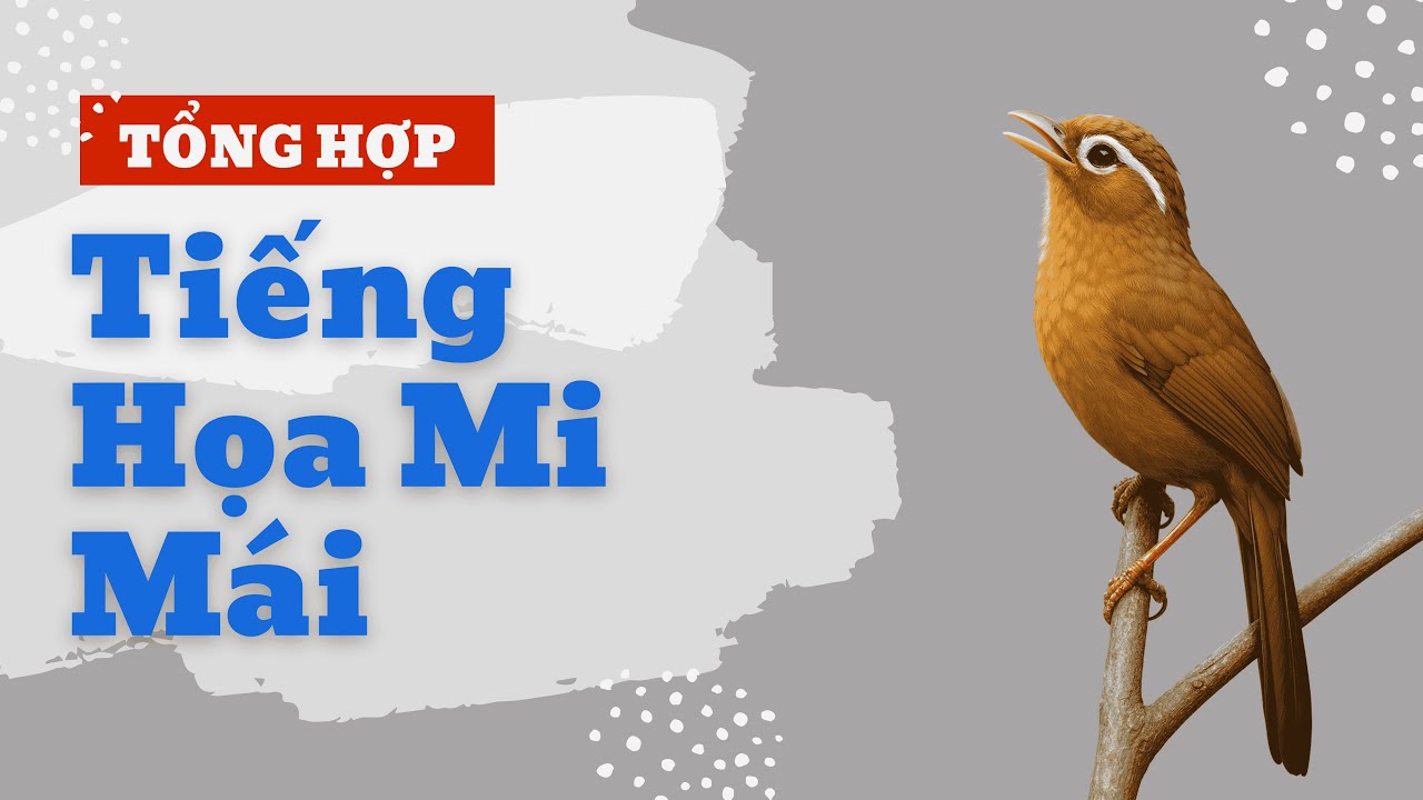 Tổng Hợp Tiếng Họa Mi Mái Giúp Trống Bổi Cũng Phải Hót | Tổng Hợp Tiếng Chim