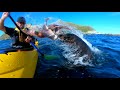 Seal Slaps Kayaker in the Face with an Octopus