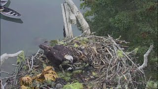 Hog Island Maine Ospreys ~ Spirit Grabs a Live Fish! 7.9.16