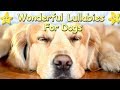 Super relaxing sleep music for golden retrievers  relax your puppy  lullaby for dogs animal music