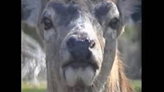 'Marapana Wildlife Park'  [1991] by Paul Gleave 309 views 6 years ago 4 minutes, 53 seconds