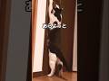 しれっと出て行く開けっ放しの猫#shorts