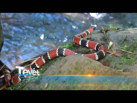 Video: Intoxicación Por Mordedura De Serpiente De Coral En Perros