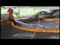 13 pumping salmon to slaughtering line on sea side