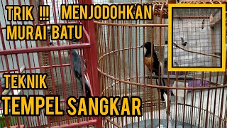 Cara Dan Tahap Menjodohkan Murai Batu Agar Berhasil Berjodoh