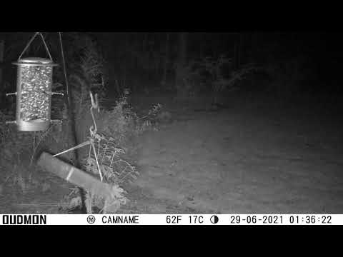 Opossum