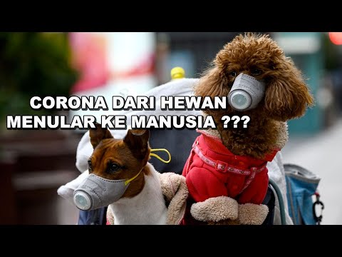 Video: Kapan membawa anjing pekerja ke dokter hewan?