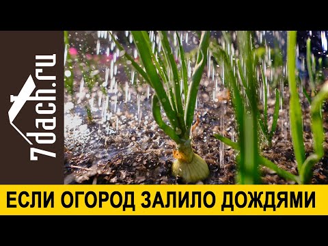 Видео: Затопление сада - Как спасти растения от ущерба от наводнения