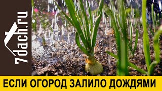 🌧️ Что Делать, Если Грядки Затопило Дождями - 7 Дач