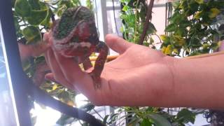 PANTHER CHAMELEON CARE