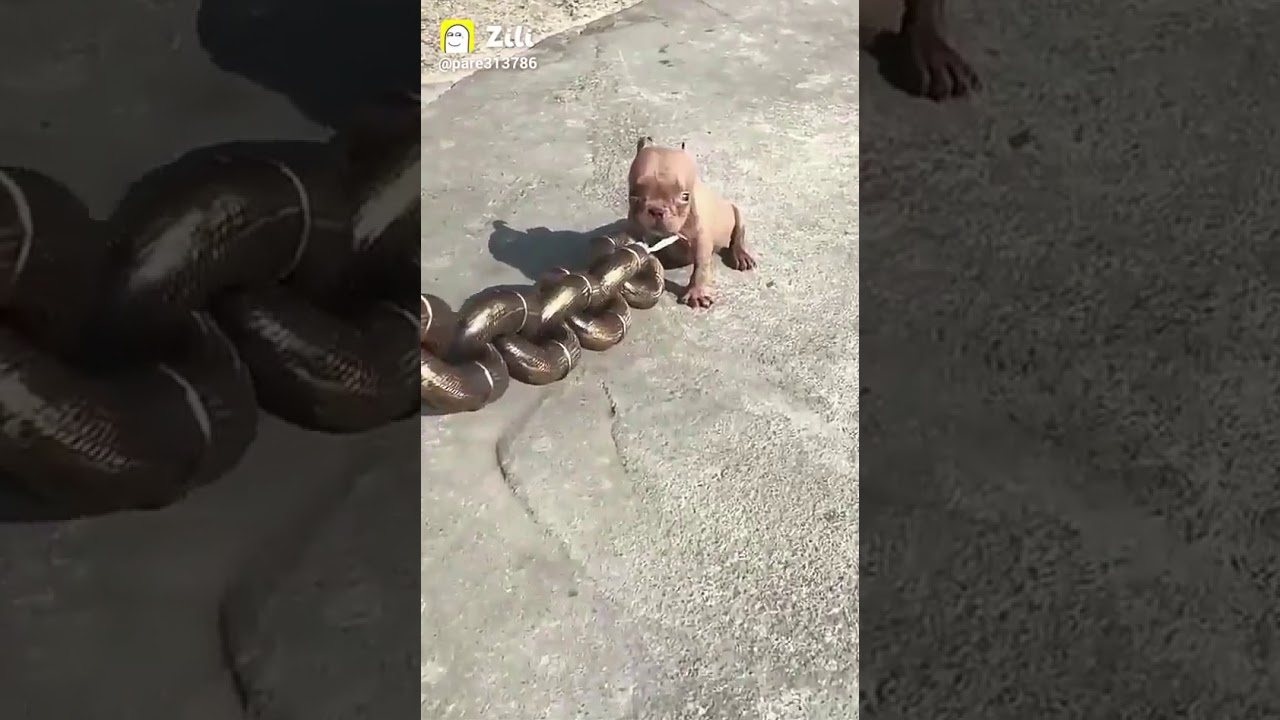 cute dog and big chain funny videos that make your day on zili app and
