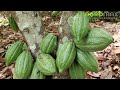 Engrais pour le cacao agromax  avec plus de 52 cabosses de cacao sur un cacaoyer