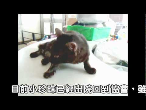 勇敢的小珍珠.mpg