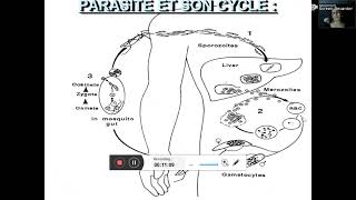 Paludisme Pr MOUFFOK ( infectiologie )