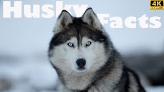 The Siberian Husky Dogs| About Huskies Must Need To Know |Husky Facts| TalesOfTheWild #funnydog