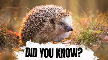Hedgehog facts that most people dont know!