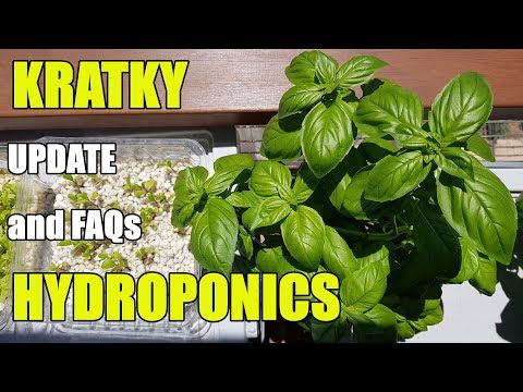 kratky-hydroponics-progress-&-faqs