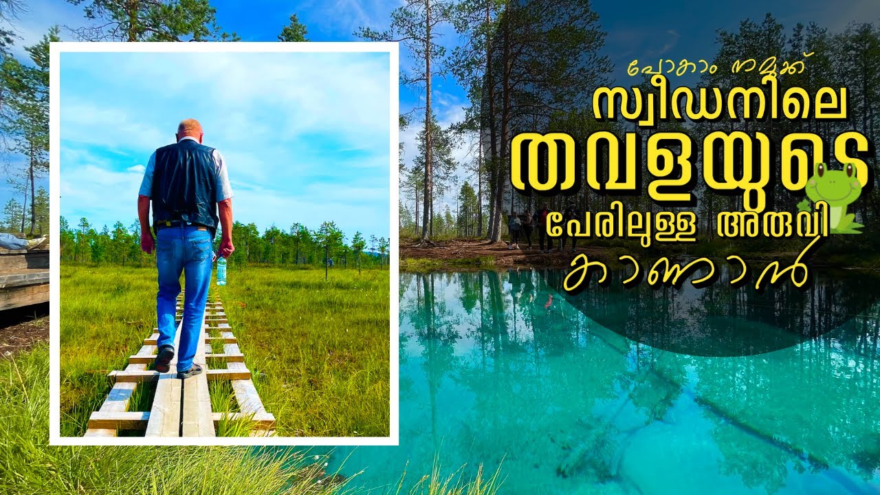 FROG SPRING ARVIDSJAUR SWEDISH LAPLAND #lapland #sweden #summer