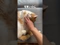 「急に敵認定」猫あるあるソング