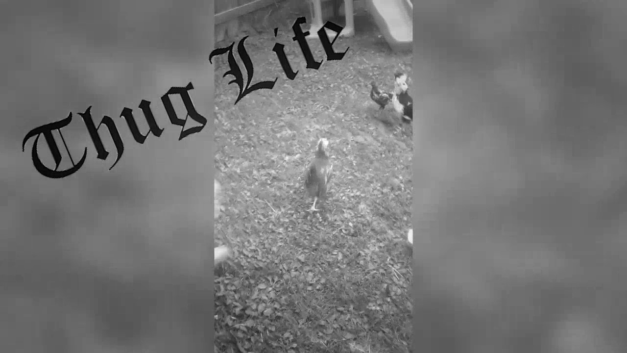 Funny Animal Thug Life Videos Compilation October 2016