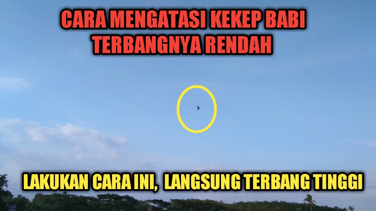 CARA MELATIH KEKEP BABI CEPAT TERBANG TINGGI