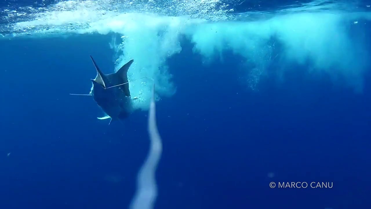 Black Marlin fishing with Hook-eye underwater fishing cam