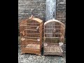 cucak Rowo spasang DNA 15 jt lokasi  Klaten 08813905373