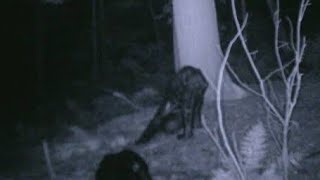 SCARY UNEXPLAINED CREATURES CAUGHT ON TAPE | Cryptids