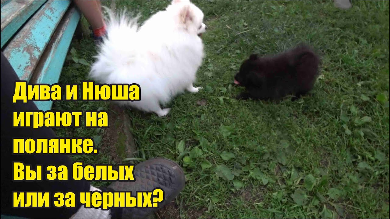 Вкусные пахучки в машину
