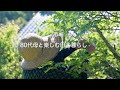 自給暮らしvlog|自家製紅茶作りました|自然栽培の野菜でごはん|雨の日の台所で1日過ごす|#37