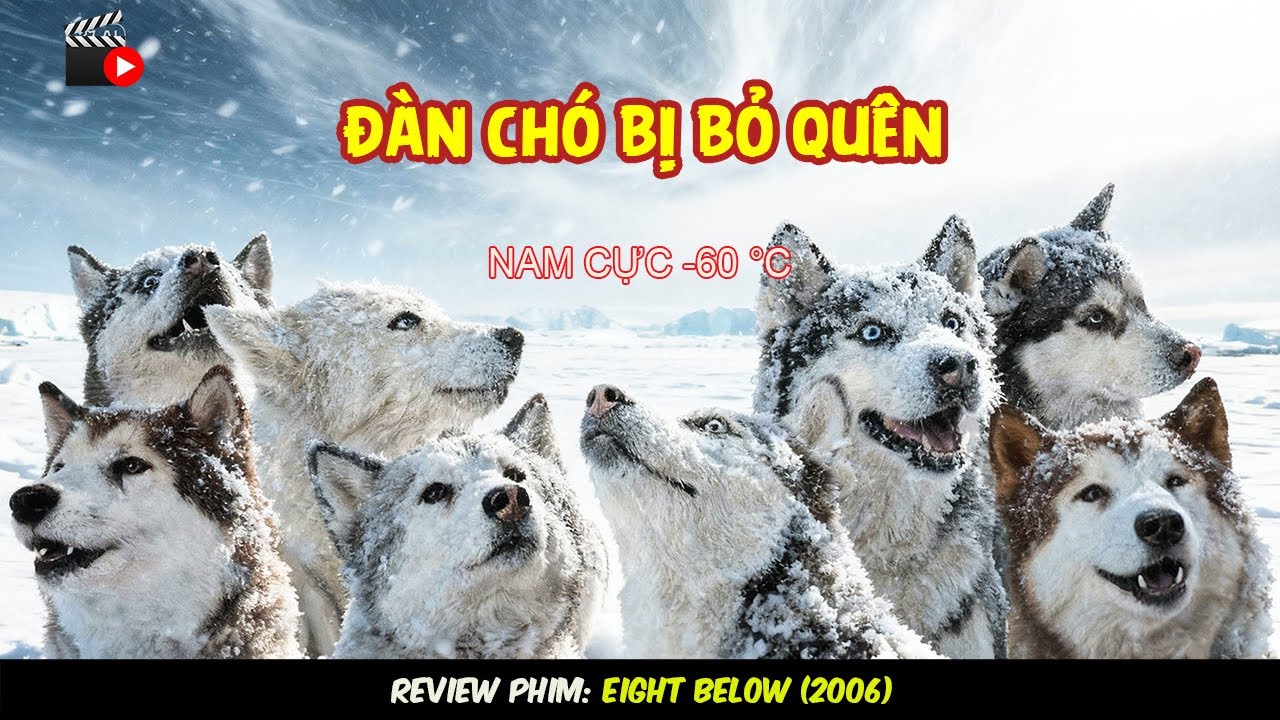 [Review Phim] Hành Trình Sinh Tồn Của Đàn Chó Husky Bị Bỏ Quên Ở Nam Cực.