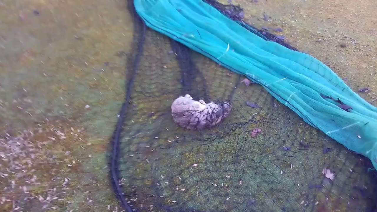 SAVING A WILD RABBIT FROM A NET!! - YouTube