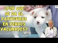 🚨 ¿POR QUE APARECE EL PARVOVIRUS EN PERROS VACUNADOS? 🚨