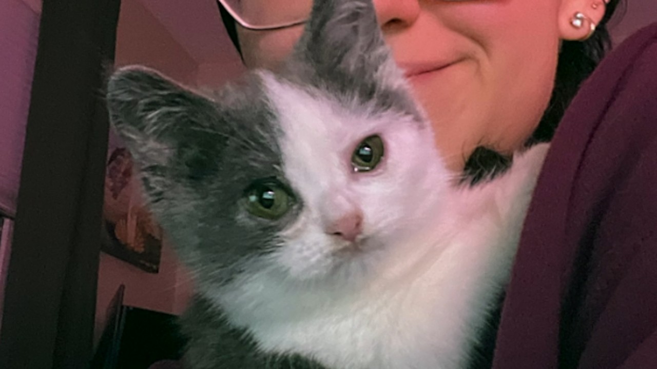 Meet Kermit, a dwarf cat with 'old man face' in tiny body