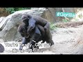 Gorilla Gives Her Brother A Piggyback Rideまだまだ甘えたい子供ゴリラはお姉ちゃんにおんぶしてもらう