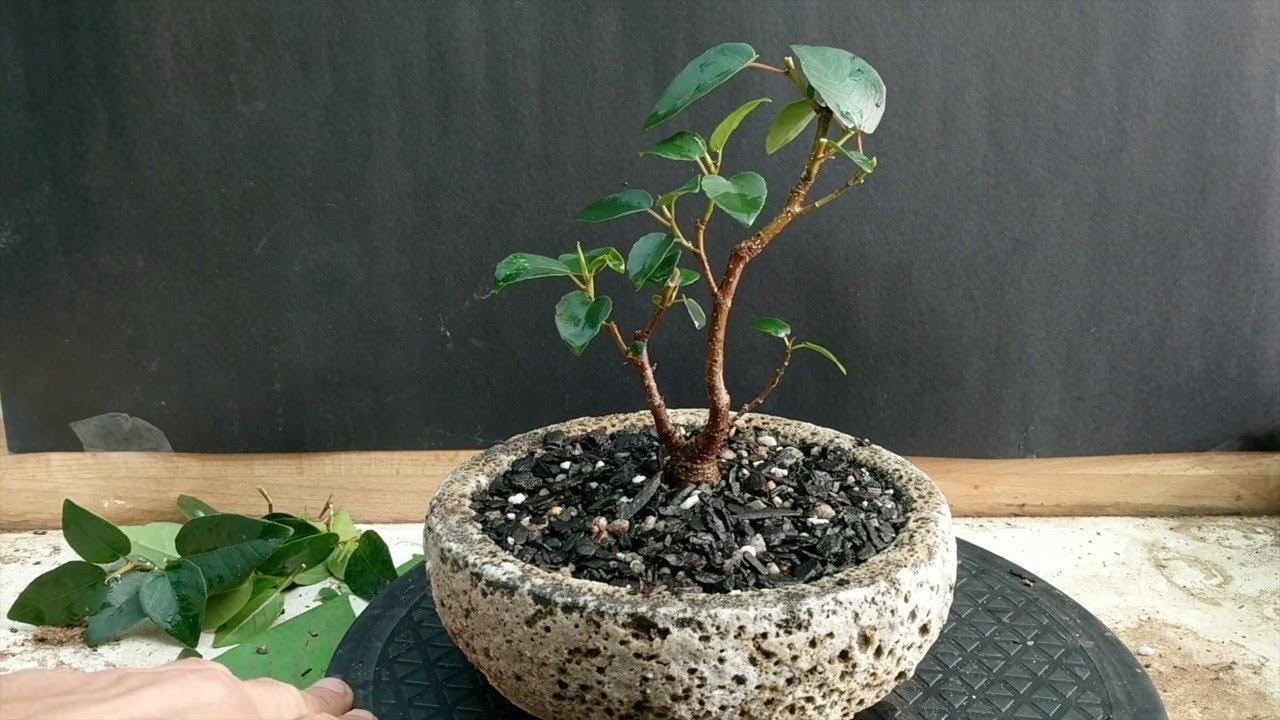 Port Jackson Fig bonsai repot YouTube