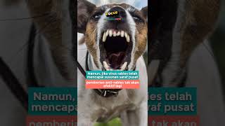 Penanganan Anak yang Digigit Anjing Rabies