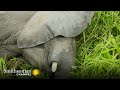 Wildlife Rescue Operations and Challenges