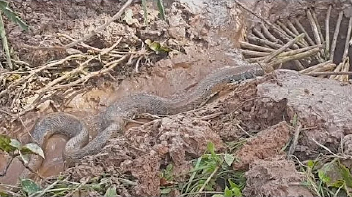 Amazing boy catching water snake, How to catch wat...