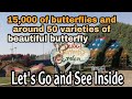 MOST BEAUTIFUL BUTTERFLIES