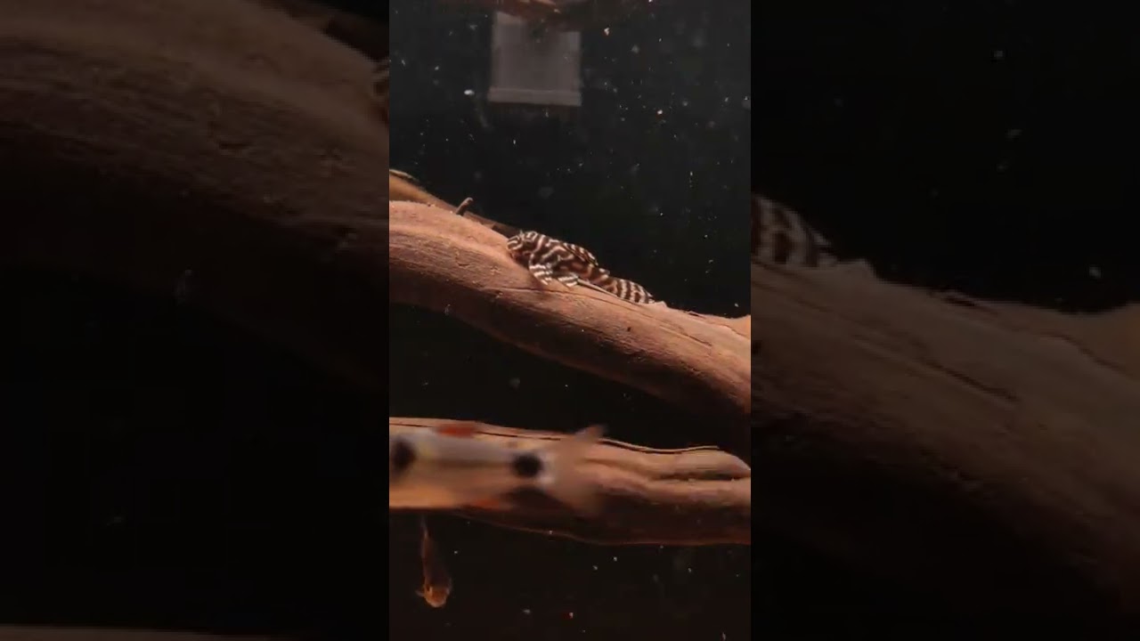 King Tiger Pleco L 333