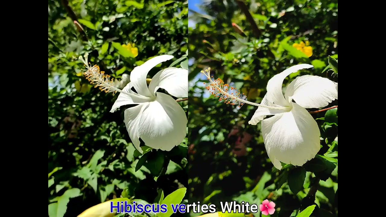 #hibiscus#love#flowers#nature