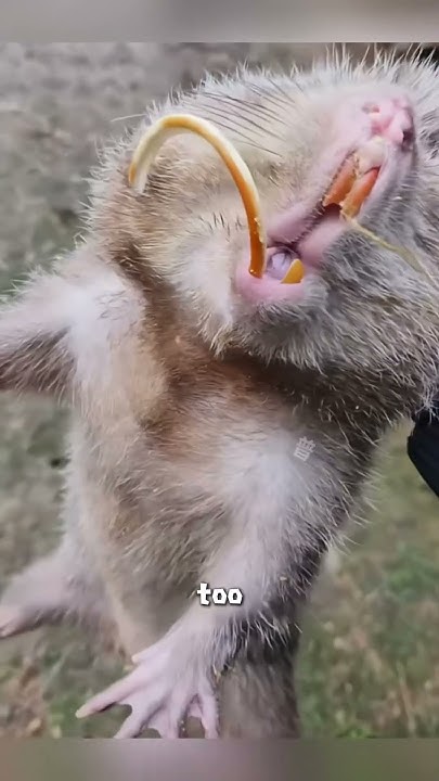Bamboo rat #cute #animals - YouTube