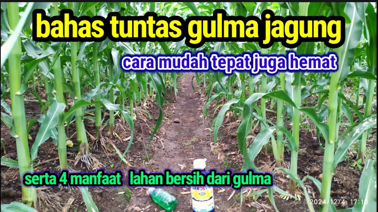 gulma jagung || obat rumput jagung tidak mati